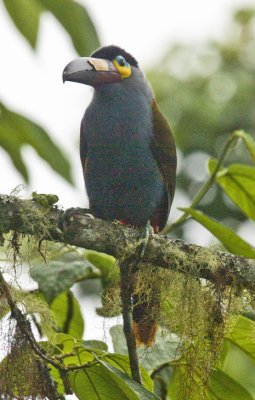 Plate-billed Mountain Toucan