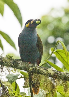 Plate-billed Mountain Toucan