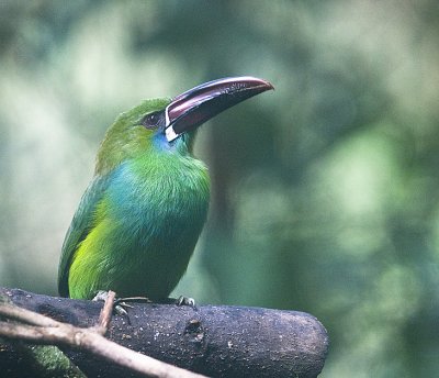 Crimson-rumped Toucanets