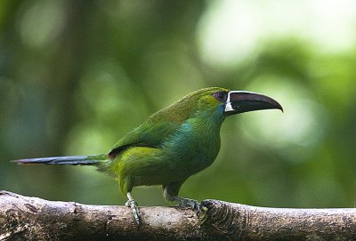 Crimson-rumped Toucanet