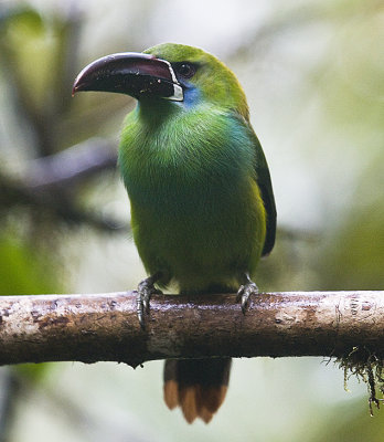 Crimson-rumped Toucanet