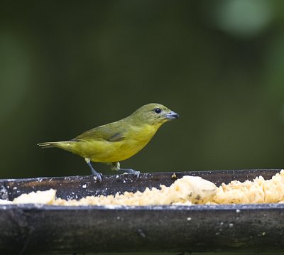Thick-billed Euphonia,female