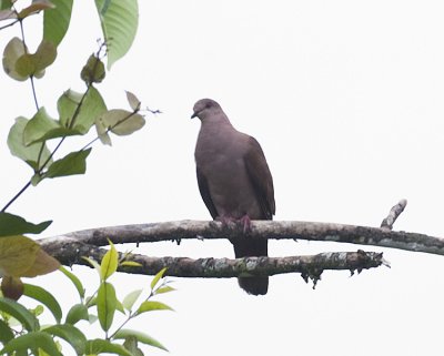 Ruddy Pigeon