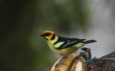 Flame-faced Tanager