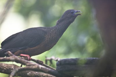 Sickle-winged Guan