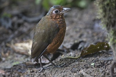 Giant Antipitta