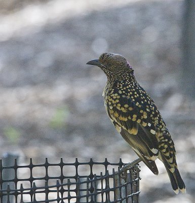 Western Bowerbird