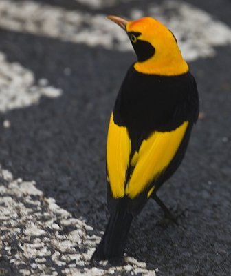 Regent Bowerbird