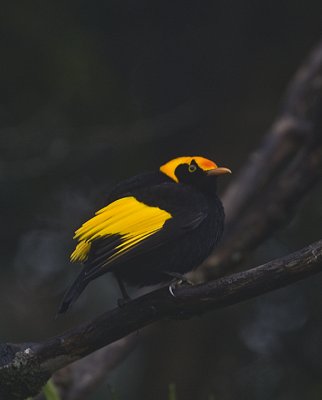 Regent Bowerbird