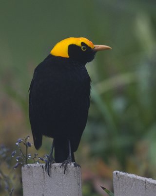 Regent Bowerbird