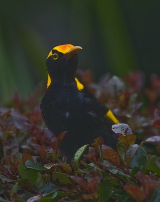 Regent Bowerbird