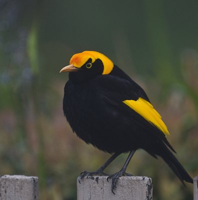 Regent Bowerbird