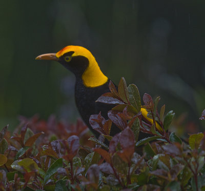 Regent Bowerbird