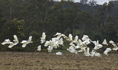 Sulphur-Crested Cockatoo