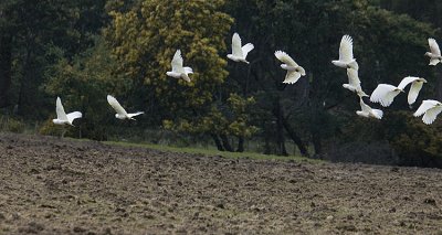 Sulphur-Crested Cockatoo