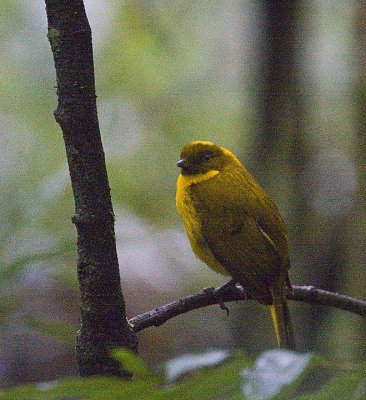 Golden Bowerbirds