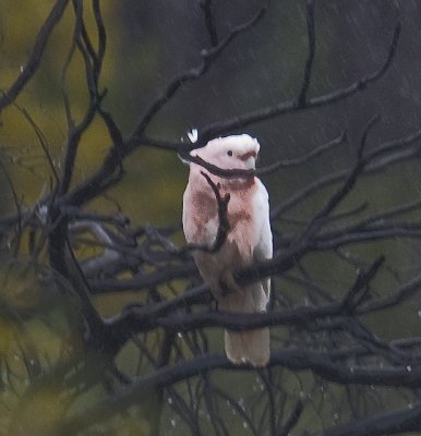 Major Mitchel's Cockatoo