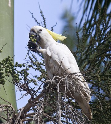 Sulphur-Crested Cockatoo