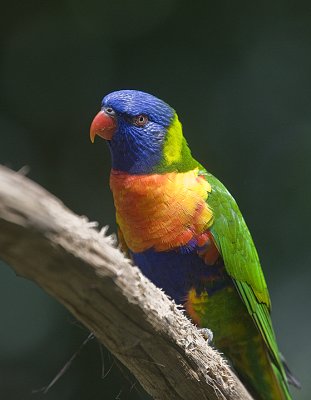 Macaws,Parrots,    Lorikeets,Budgerigars,  Parakeets,.Lovebirds