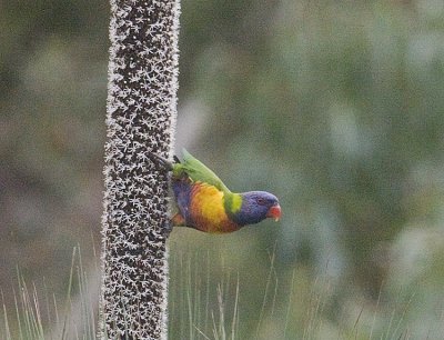 Rainbow Lorikeet