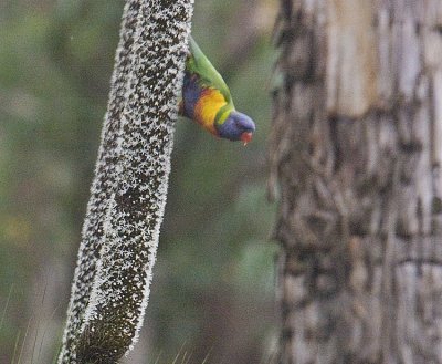 Rainbow Lorikeet