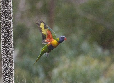 Rainbow Lorikeet in flight