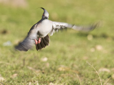 Crested Pigeon in flight