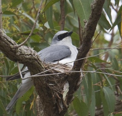 White-bellied Cuckoo-Shrike on nest