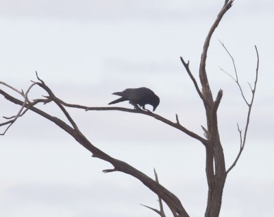 Little Crows\