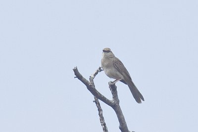 Bower's Shrike-thrush