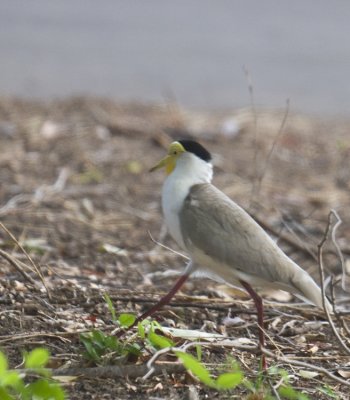 Masked Lapwing