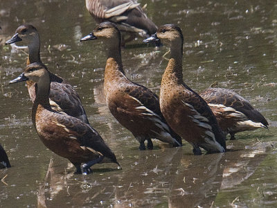 Wandering Whistling Duck