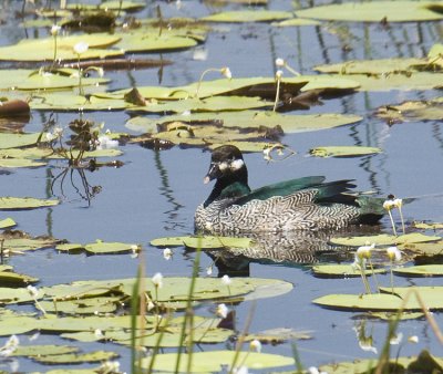 Green Pygmy-Goose