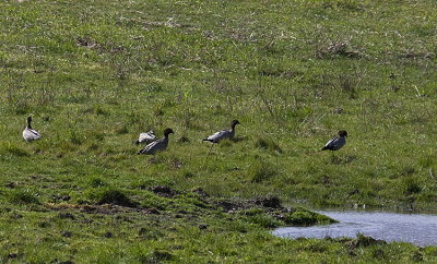 Australian Shelduck