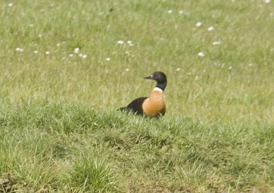 Australian Shelduck