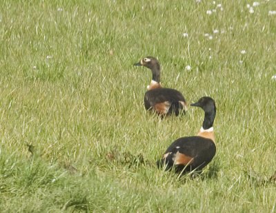 Australian Shelduck