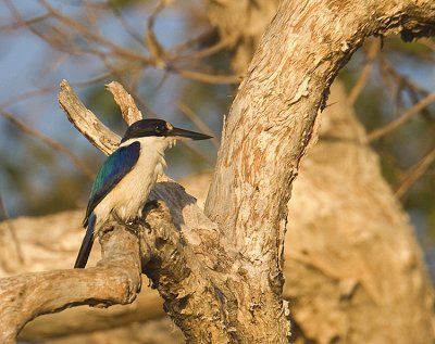 Forest  Kingfisher