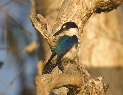 Forest Kingfisher