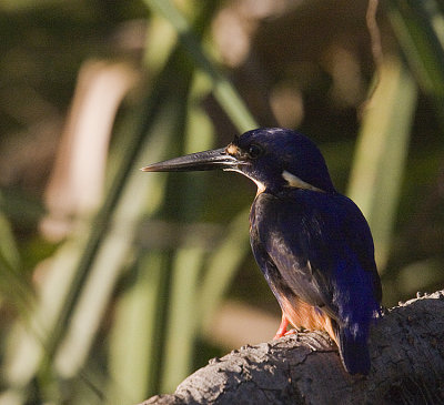 Azure Kingfisher