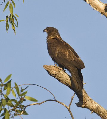 Wedged-tailed Eagle