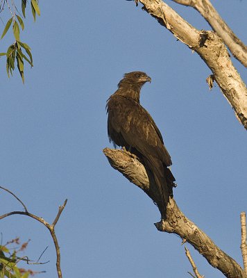 Wedged-tailed Eagle