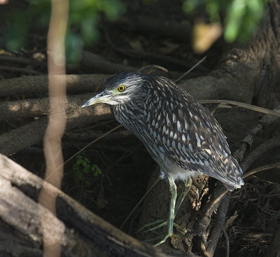 Nanking Night Heron,juvenile