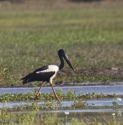 Black-Necked Stork (Jaberu)