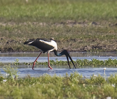 Black-Necked Stork (Jaberu)