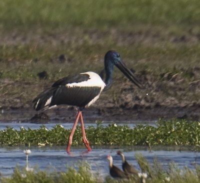 Black-Necked Stork (Jaberu)