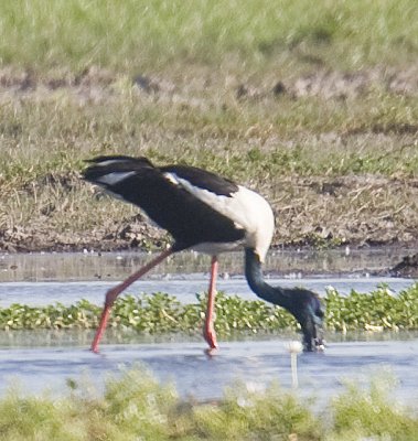 Black-Necked Stork (Jaberu)