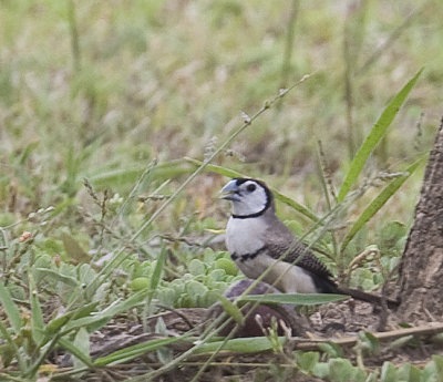 Double Barred Finch