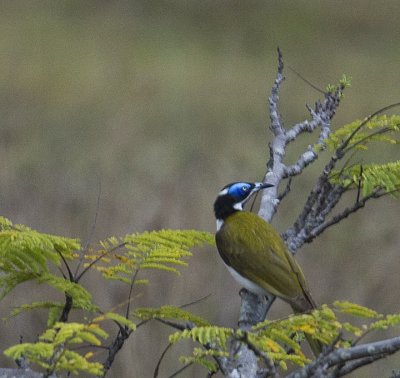 Blue-faced Honeyeater