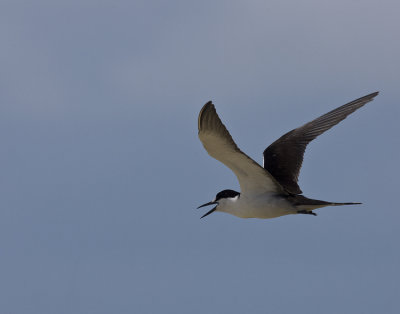 Sooty Terns