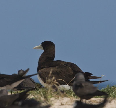 Brown Booby